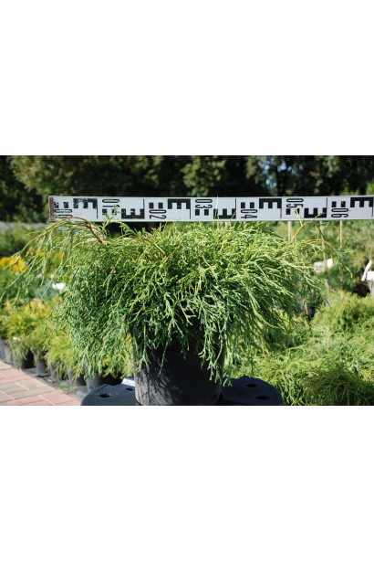 Кипарисовик Филифер Нана - 5л/вис.20-25см/Ø40-50см